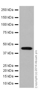 Western blot - Anti-Annexin-7/ANXA7 antibody [EPR16173] - N-terminal (AB198990), expandable thumbnail