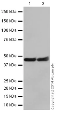 Western blot - Anti-Annexin-7/ANXA7 antibody [EPR16173] - N-terminal (AB198990)
