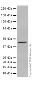 Western blot - Anti-Annexin-7/ANXA7 antibody [EPR16173] - N-terminal (AB198990)
