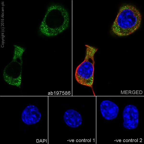 Immunocytochemistry/ Immunofluorescence - Anti-Annexin-7/ANXA7 antibody [EPR17090] - BSA and Azide free (AB251240)