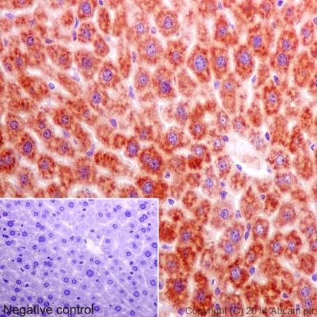 Immunohistochemistry (Formalin/PFA-fixed paraffin-embedded sections) - Anti-Annexin-7/ANXA7 antibody [EPR17090] - BSA and Azide free (AB251240)