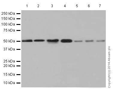 Western blot - Anti-Annexin-7/ANXA7 antibody [EPR17090] - BSA and Azide free (AB251240)