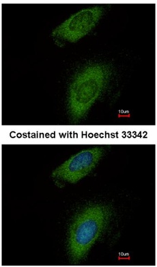 Immunocytochemistry/ Immunofluorescence - Anti-Annexin-8/ANXA8 antibody (AB111708)