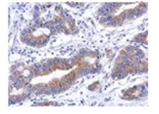 Immunohistochemistry (Formalin/PFA-fixed paraffin-embedded sections) - Anti-Annexin-8/ANXA8 antibody (AB111708)