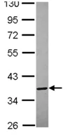 Western blot - Anti-Annexin-8/ANXA8 antibody (AB111708)