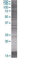 SDS-PAGE - Annexin-8/ANXA8 overexpression 293T lysate (whole cell) (AB94176)