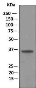 Immunoprecipitation - Anti-Annexin-9/ANXA9 antibody [EPR11220] (AB166621)