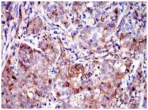 Immunohistochemistry (Formalin/PFA-fixed paraffin-embedded sections) - Anti-Annexin A1/ANXA1 antibody [2F1] (AB135256)