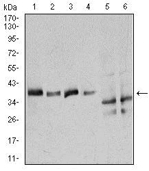 Western blot - Anti-Annexin A1/ANXA1 antibody [2F1] (AB135256)
