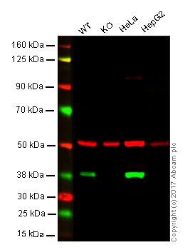 Western blot - Anti-Annexin A1/ANXA1 antibody [2F1] (AB135256)