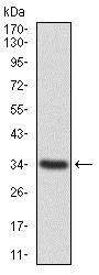 Western blot - Anti-Annexin A1/ANXA1 antibody [2F1] (AB135256)