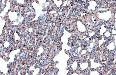 Immunohistochemistry (Formalin/PFA-fixed paraffin-embedded sections) - Anti-Annexin A1/ANXA1 antibody (AB137745)