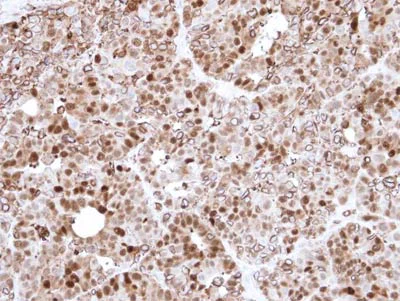 Immunohistochemistry (Formalin/PFA-fixed paraffin-embedded sections) - Anti-Annexin A1/ANXA1 antibody (AB137745)