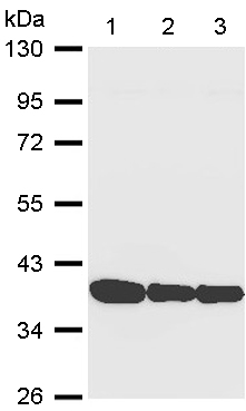 Western blot - Anti-Annexin A1/ANXA1 antibody (AB137745), expandable thumbnail
