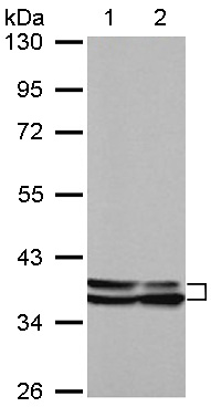 Western blot - Anti-Annexin A1/ANXA1 antibody (AB137745), expandable thumbnail