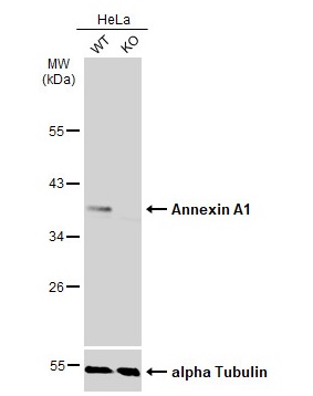 Western blot - Anti-Annexin A1/ANXA1 antibody (AB137745), expandable thumbnail