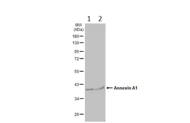 Western blot - Anti-Annexin A1/ANXA1 antibody (AB137745)