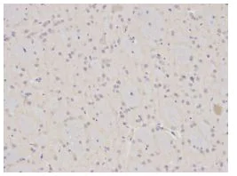 Immunohistochemistry (Formalin/PFA-fixed paraffin-embedded sections) - Anti-Annexin A1/ANXA1 antibody (AB196830)