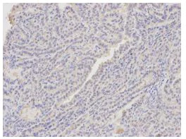 Immunohistochemistry (Formalin/PFA-fixed paraffin-embedded sections) - Anti-Annexin A1/ANXA1 antibody (AB196830)