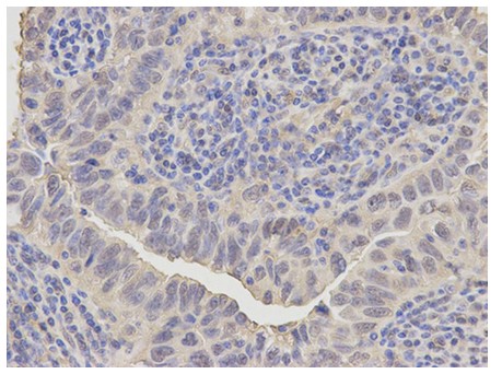 Immunohistochemistry (Formalin/PFA-fixed paraffin-embedded sections) - Anti-Annexin A1/ANXA1 antibody (AB196830), expandable thumbnail