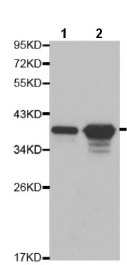 Western blot - Anti-Annexin A1/ANXA1 antibody (AB196830), expandable thumbnail
