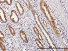 Immunohistochemistry (Formalin/PFA-fixed paraffin-embedded sections) - Anti-Annexin A1/ANXA1 antibody (AB88865), expandable thumbnail