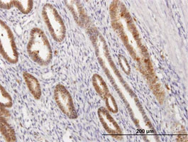 Immunohistochemistry (Formalin/PFA-fixed paraffin-embedded sections) - Anti-Annexin A1/ANXA1 antibody (AB88865)