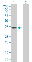 Western blot - Anti-Annexin A1/ANXA1 antibody (AB88865), expandable thumbnail