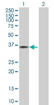Western blot - Anti-Annexin A1/ANXA1 antibody (AB88865)