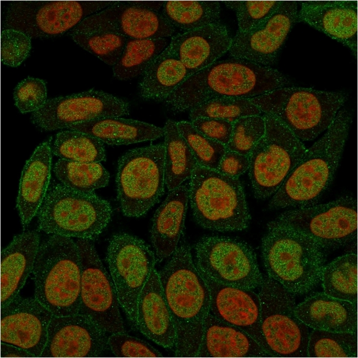Immunocytochemistry/ Immunofluorescence - Anti-Annexin A1/ANXA1 antibody [ANXA1/3566] - BSA and Azide free (AB268191), expandable thumbnail