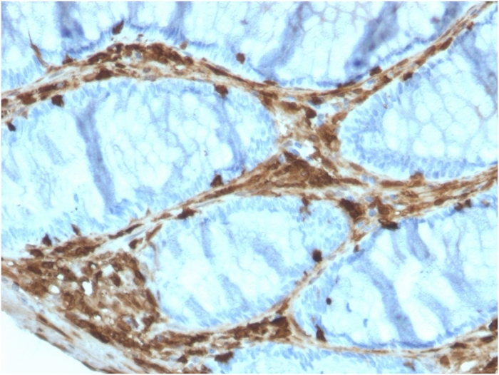Immunohistochemistry (Formalin/PFA-fixed paraffin-embedded sections) - Anti-Annexin A1/ANXA1 antibody [ANXA1/3566] - BSA and Azide free (AB268191), expandable thumbnail