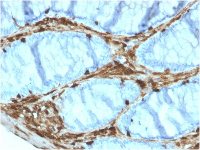 Immunohistochemistry (Formalin/PFA-fixed paraffin-embedded sections) - Anti-Annexin A1/ANXA1 antibody [ANXA1/3566] - BSA and Azide free (AB268191)