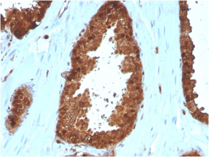 Immunohistochemistry (Formalin/PFA-fixed paraffin-embedded sections) - Anti-Annexin A1/ANXA1 antibody [ANXA1/3566] - BSA and Azide free (AB268191), expandable thumbnail