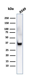 Western blot - Anti-Annexin A1/ANXA1 antibody [ANXA1/3566] - BSA and Azide free (AB268191), expandable thumbnail