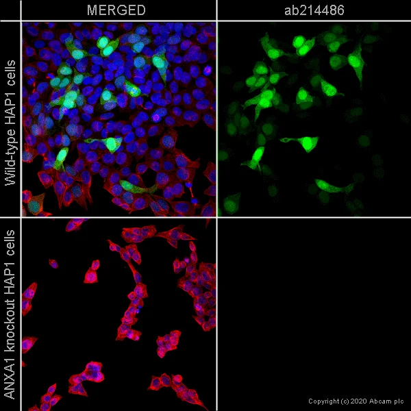 Immunocytochemistry/ Immunofluorescence - Anti-Annexin A1/ANXA1 antibody [EPR19342] (AB214486)