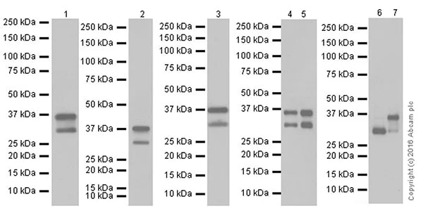Western blot - Anti-Annexin A1/ANXA1 antibody [EPR19342] (AB214486)