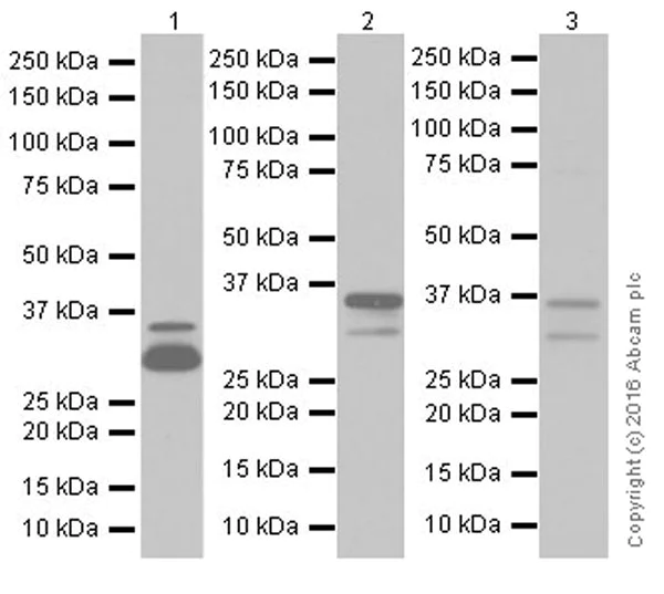 Western blot - Anti-Annexin A1/ANXA1 antibody [EPR19342] (AB214486)
