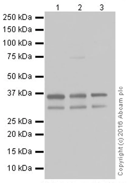 Western blot - Anti-Annexin A1/ANXA1 antibody [EPR19342] (AB214486)