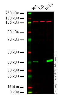 Western blot - Anti-Annexin A1/ANXA1 antibody [EPR19342] (AB214486)