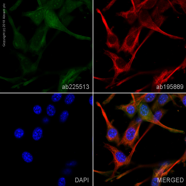 Immunocytochemistry/ Immunofluorescence - Anti-Annexin A1/ANXA1 antibody [EPR19342] - BSA and Azide free (ab222398), expandable thumbnail