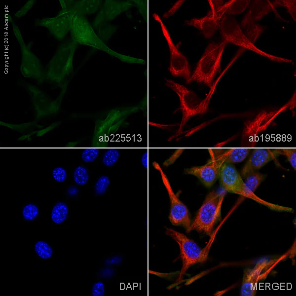 Immunocytochemistry/ Immunofluorescence - Anti-Annexin A1/ANXA1 antibody [EPR19342] - BSA and Azide free (AB222398)