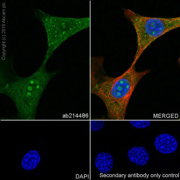 Immunocytochemistry/ Immunofluorescence - Anti-Annexin A1/ANXA1 antibody [EPR19342] - BSA and Azide free (AB222398)