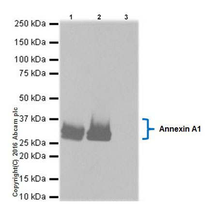 Immunoprecipitation - Anti-Annexin A1/ANXA1 antibody [EPR19342] - BSA and Azide free (AB222398), expandable thumbnail