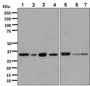 Western blot - Anti-Annexin A1/ANXA1 antibody [EPR2767(2)] - BSA and Azide free (AB248856)