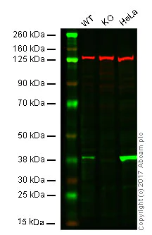 Western blot - Anti-Annexin A1/ANXA1 antibody [EPR2767(2)] - BSA and Azide free (AB248856)