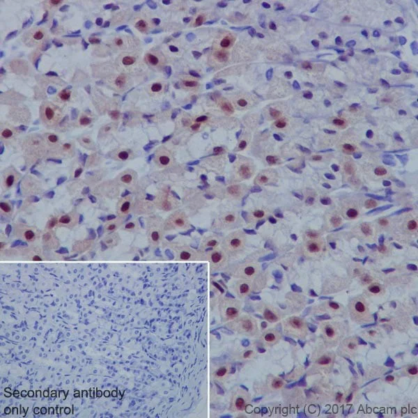 Immunohistochemistry (Formalin/PFA-fixed paraffin-embedded sections) - Anti-Annexin A10/ANXA10 + Annexin-11/ANXA11 antibody [EPR19442] (AB223848)