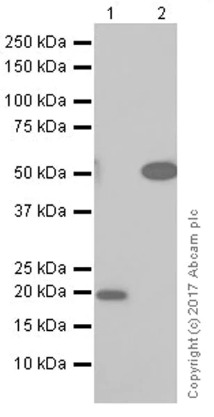 Western blot - Anti-Annexin A10/ANXA10 + Annexin-11/ANXA11 antibody [EPR19442] - BSA and Azide free (AB251580)