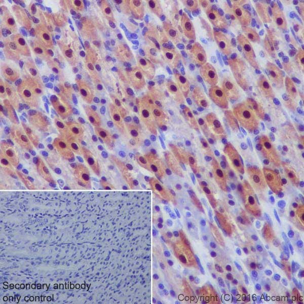 Immunohistochemistry (Formalin/PFA-fixed paraffin-embedded sections) - Anti-Annexin A10/ANXA10 antibody [EPR19507] (ab213656), expandable thumbnail