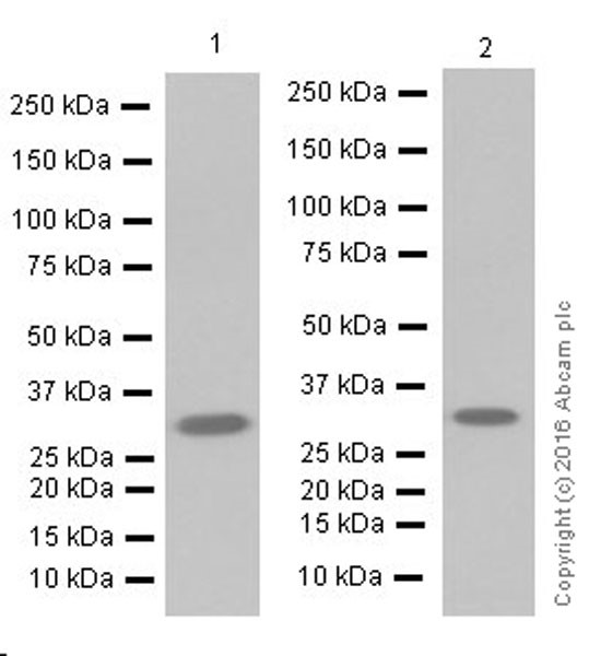 Western blot - Anti-Annexin A10/ANXA10 antibody [EPR19507] (AB213656), expandable thumbnail