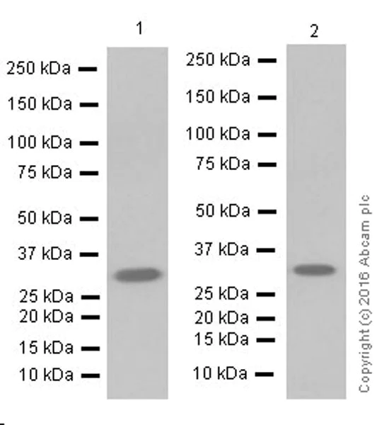 Western blot - Anti-Annexin A10/ANXA10 antibody [EPR19507] (AB213656)